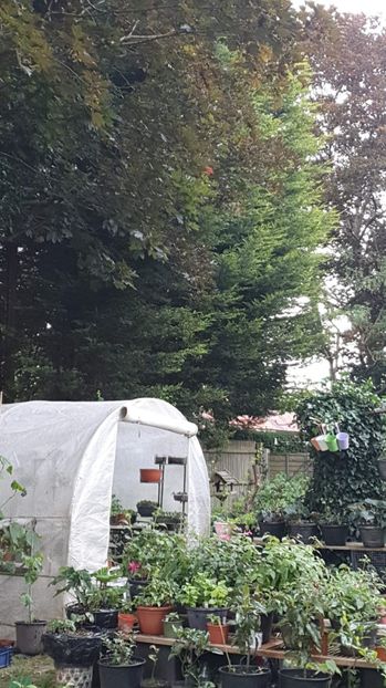 IMG-20240621-WA0115 - 0 GRADINA 2024