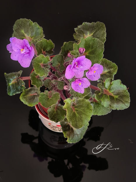  - Skagit Victory Trail