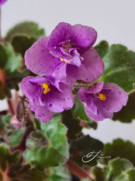  - Skagit Victory Trail