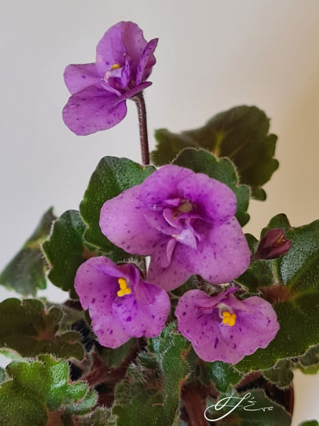  - Skagit Victory Trail