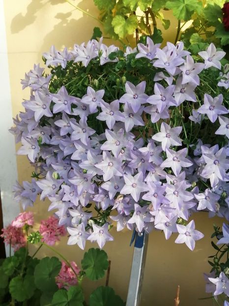  - Campanula