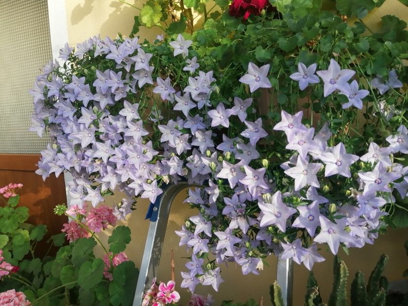  - Campanula
