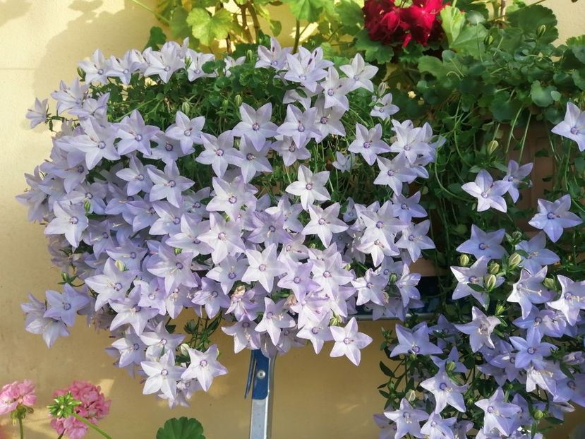  - Campanula