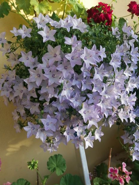  - Campanula