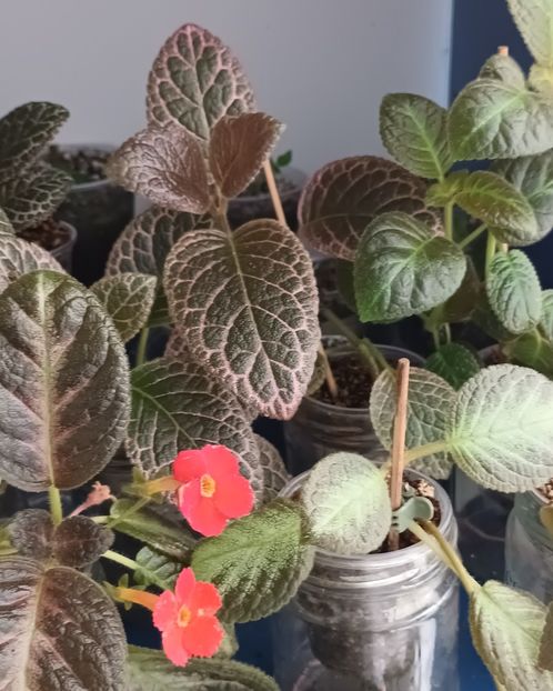  - Episcia