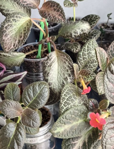 - Episcia