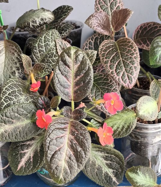  - Episcia