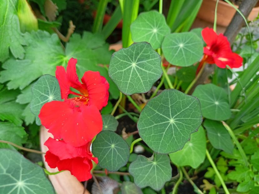 22.06.2024 Colțunași - Grădina 2024 continuare 3