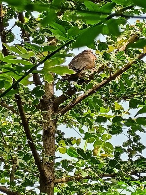 primul zbor al puilor de mierlă - Grădina 2024 continuare 3