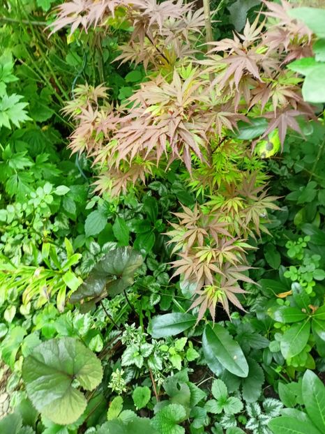 Pixie - Grădina 2024 continuare 3