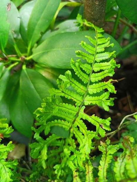 Dryopteris affinis Cristata "The King" - Grădina 2024 continuare 3