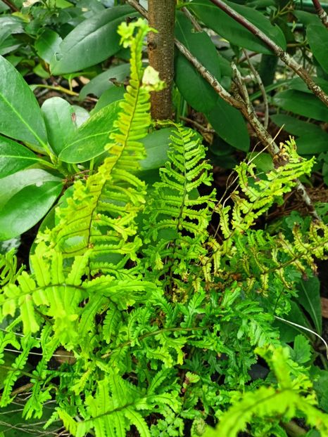  - Grădina 2024 continuare 3