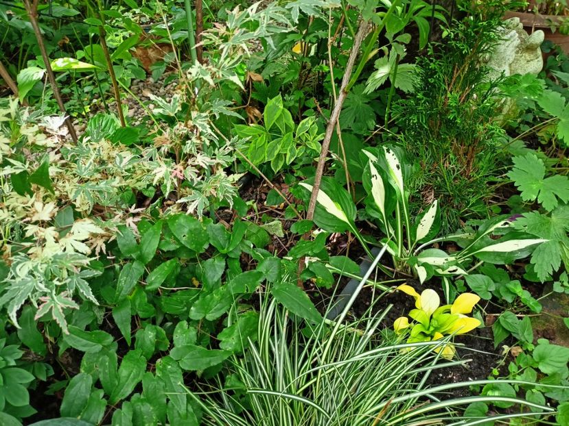  - Grădina 2024 continuare 3