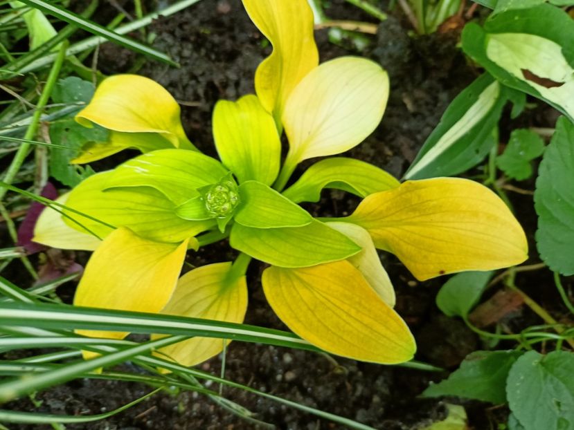 Hosta "Sun Mouse" - Grădina 2024 continuare 3