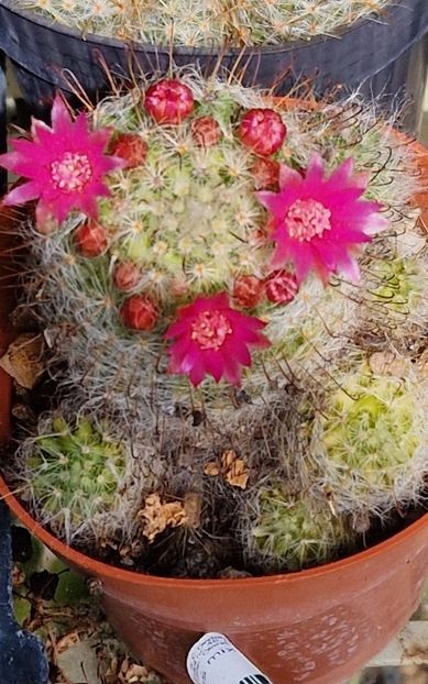 Bocasana cu flori roz - Mammillaria