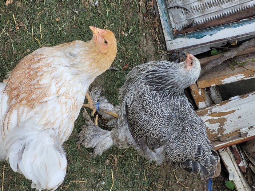  - a__Pui și tineret brahma 2024