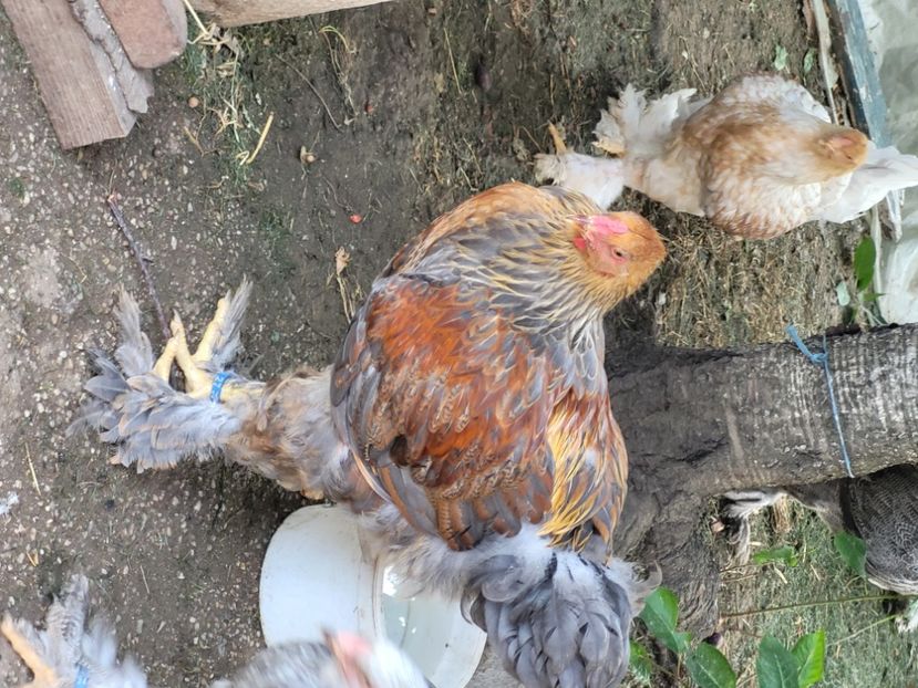  - a__Pui și tineret brahma 2024