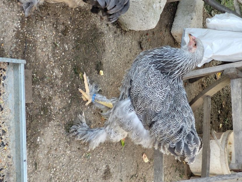  - a__Pui și tineret brahma 2024