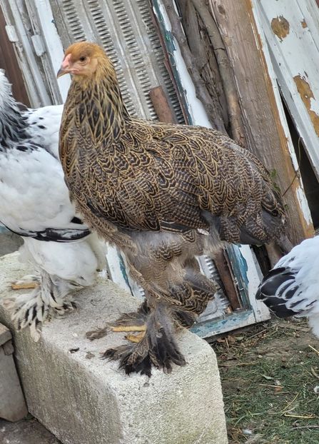  - a__Pui și tineret brahma 2024