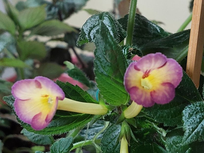  - ACHIMENES 2024