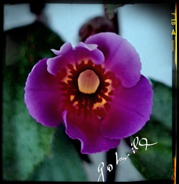 Fabrice - Achimenes