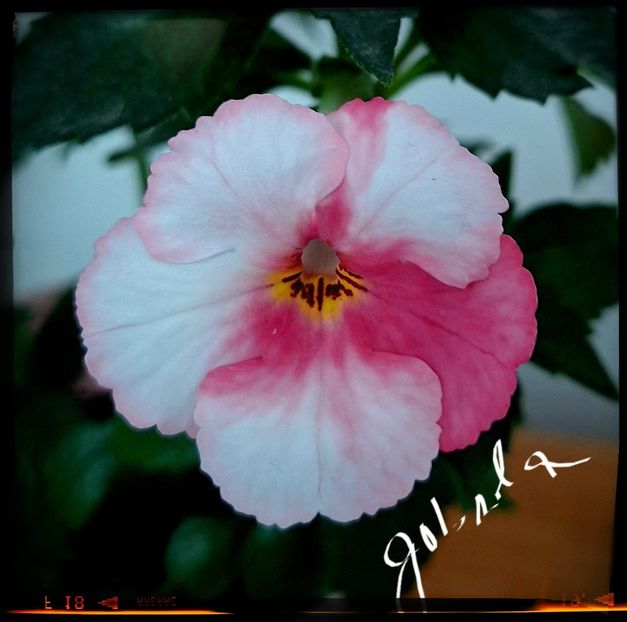 Sora Theresa - Achimenes