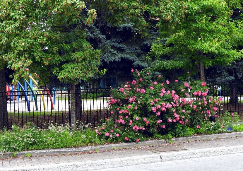 Flowers in Little Italy,Ottawa ON - OTTAWA -- Little Italy