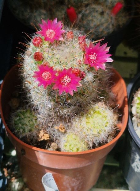  - Mammillaria