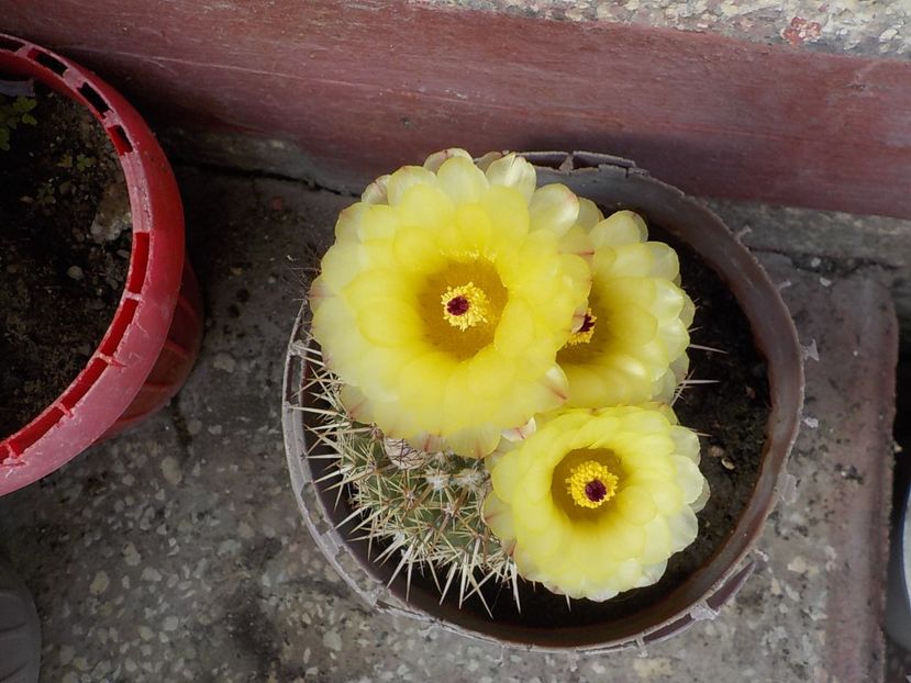  - Genul Notocactus