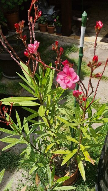 Roseum Plenum - Leandri 2024