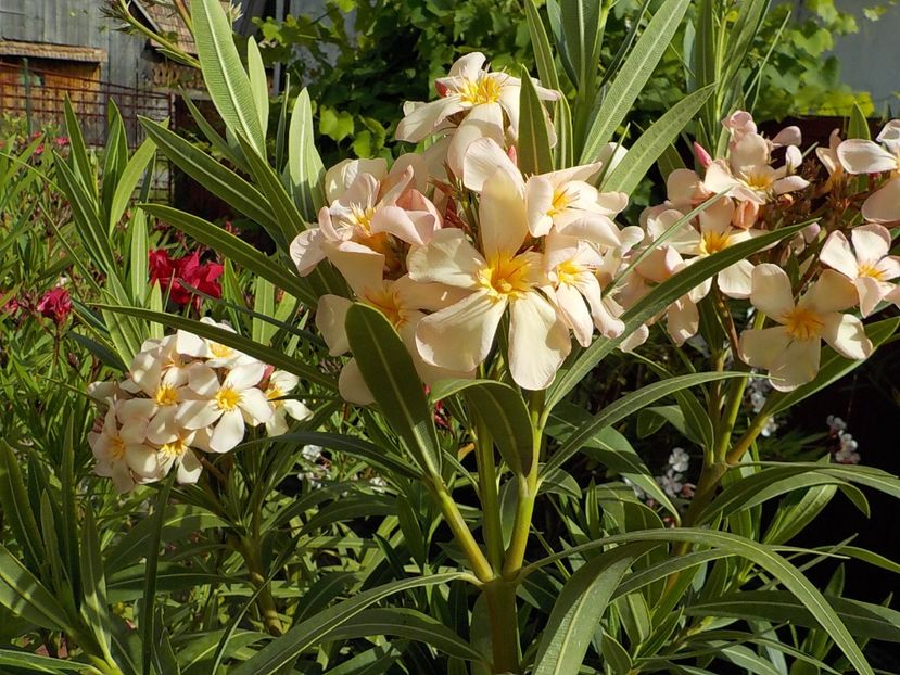  - csomori nr 49