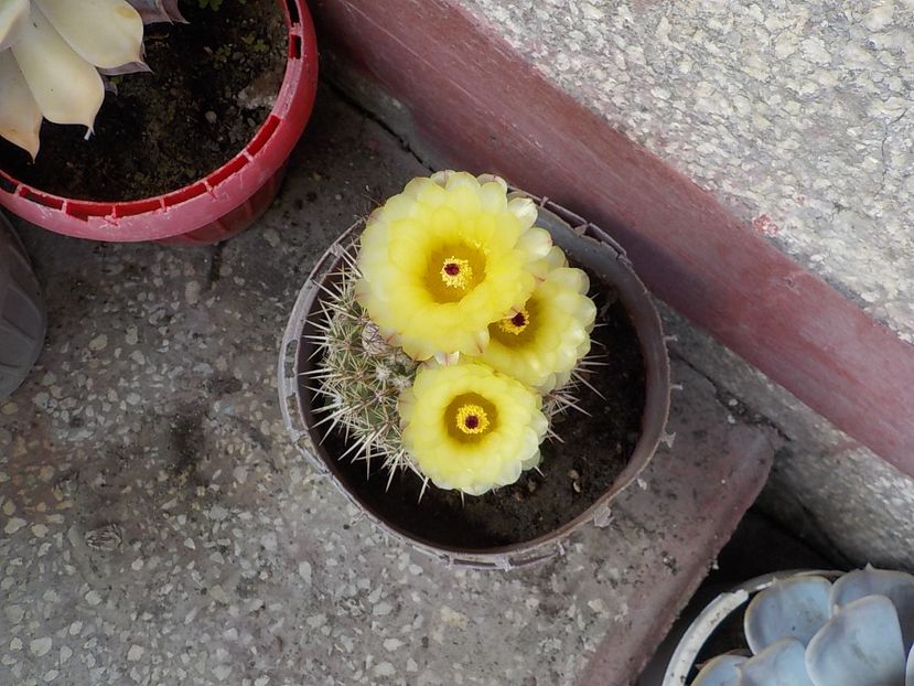  - Genul Notocactus