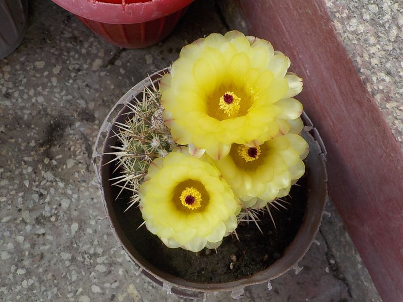  - Genul Notocactus