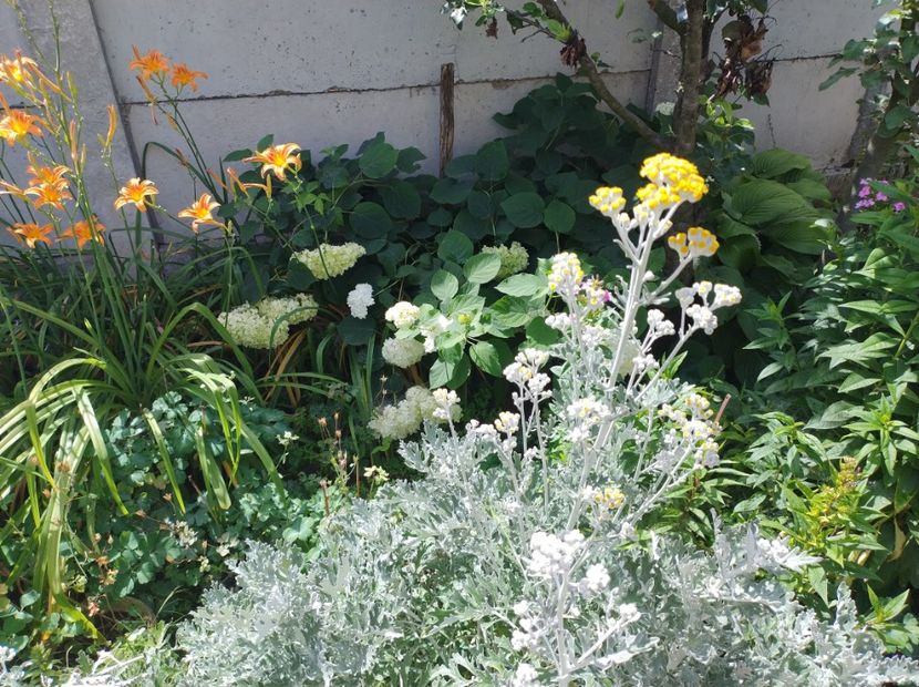  - Flori de gradină-2024