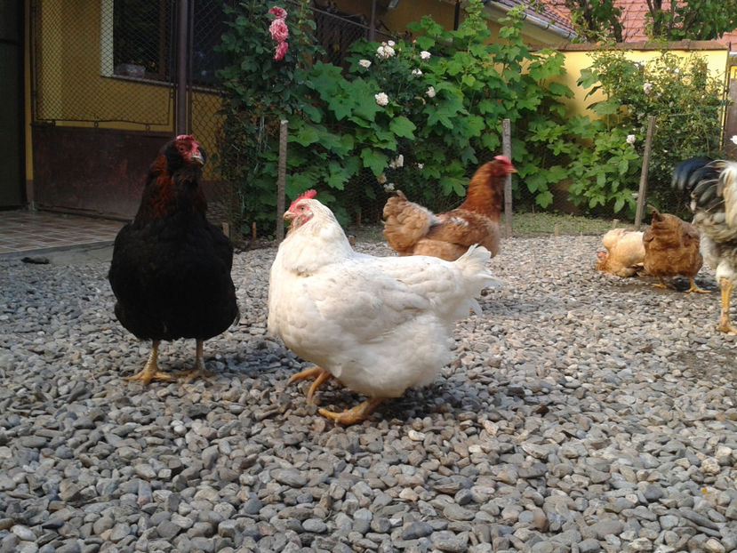  - Găini MATCĂ MATURĂ - eclozate în 2021 - fotografiate miercuri 15 mai 2024