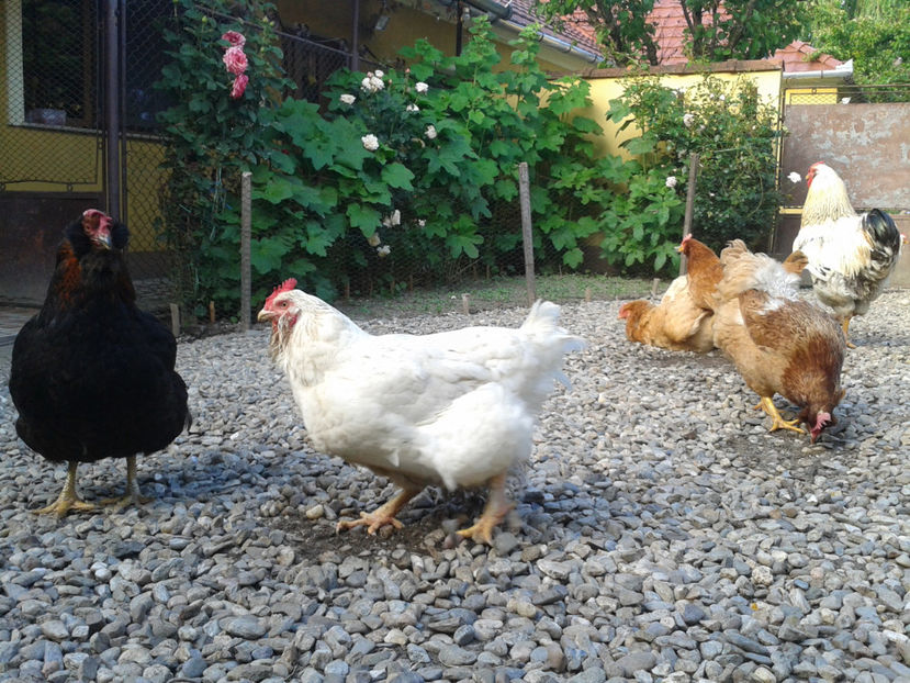  - Găini MATCĂ MATURĂ - eclozate în 2021 - fotografiate miercuri 15 mai 2024