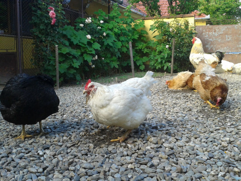  - Găini MATCĂ MATURĂ - eclozate în 2021 - fotografiate miercuri 15 mai 2024