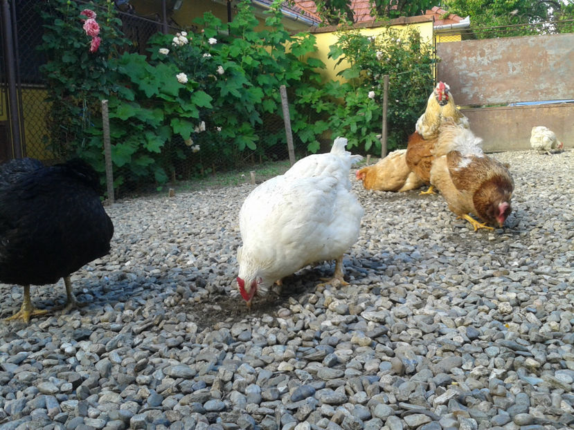  - Găini MATCĂ MATURĂ - eclozate în 2021 - fotografiate miercuri 15 mai 2024