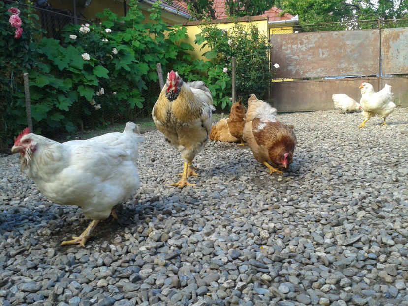  - Găini MATCĂ MATURĂ - eclozate în 2021 - fotografiate miercuri 15 mai 2024