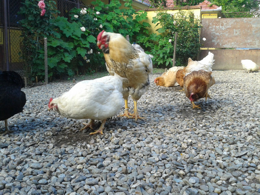  - Găini MATCĂ MATURĂ - eclozate în 2021 - fotografiate miercuri 15 mai 2024