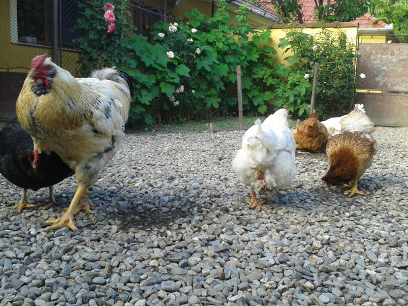  - Găini MATCĂ MATURĂ - eclozate în 2021 - fotografiate miercuri 15 mai 2024