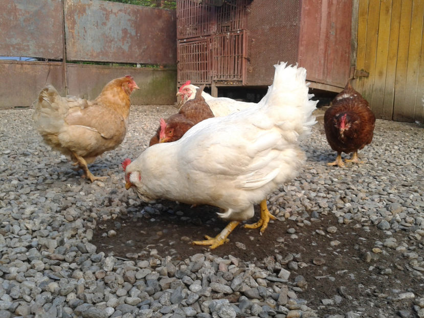  - Găini MATCĂ MATURĂ - eclozate în 2021 - fotografiate miercuri 15 mai 2024