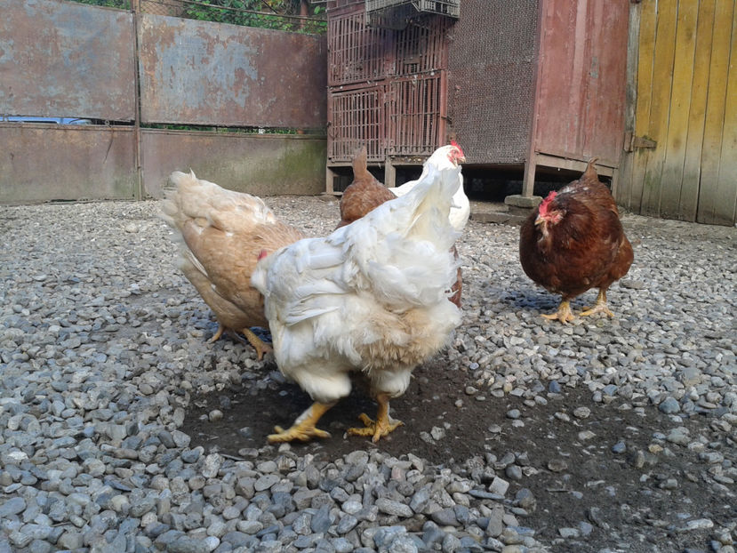  - Găini MATCĂ MATURĂ - eclozate în 2021 - fotografiate miercuri 15 mai 2024