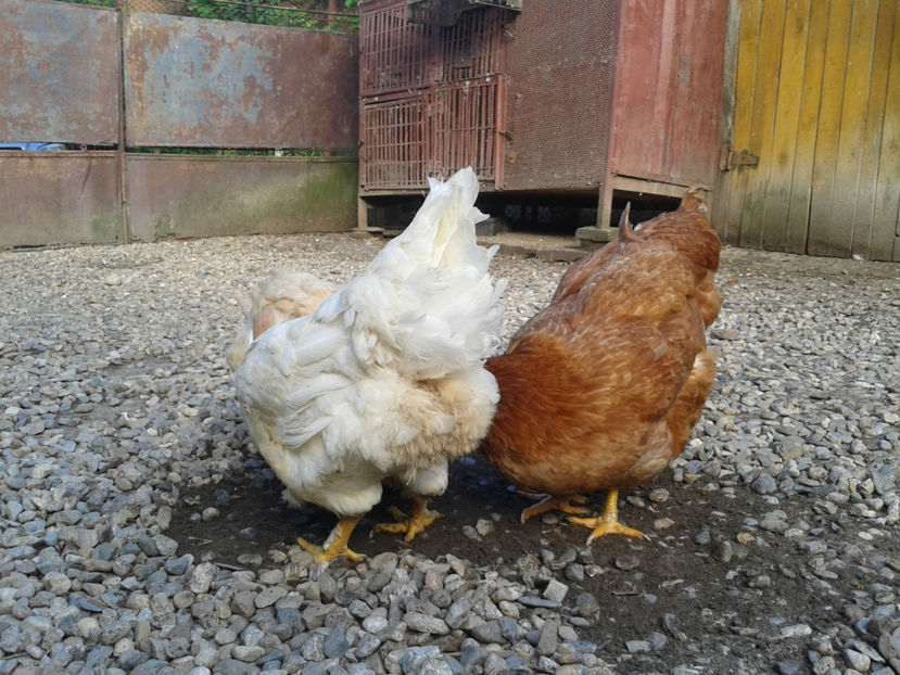  - Găini MATCĂ MATURĂ - eclozate în 2021 - fotografiate miercuri 15 mai 2024