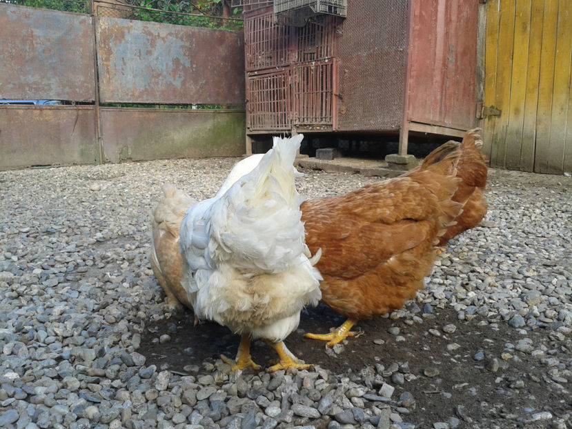  - Găini MATCĂ MATURĂ - eclozate în 2021 - fotografiate miercuri 15 mai 2024