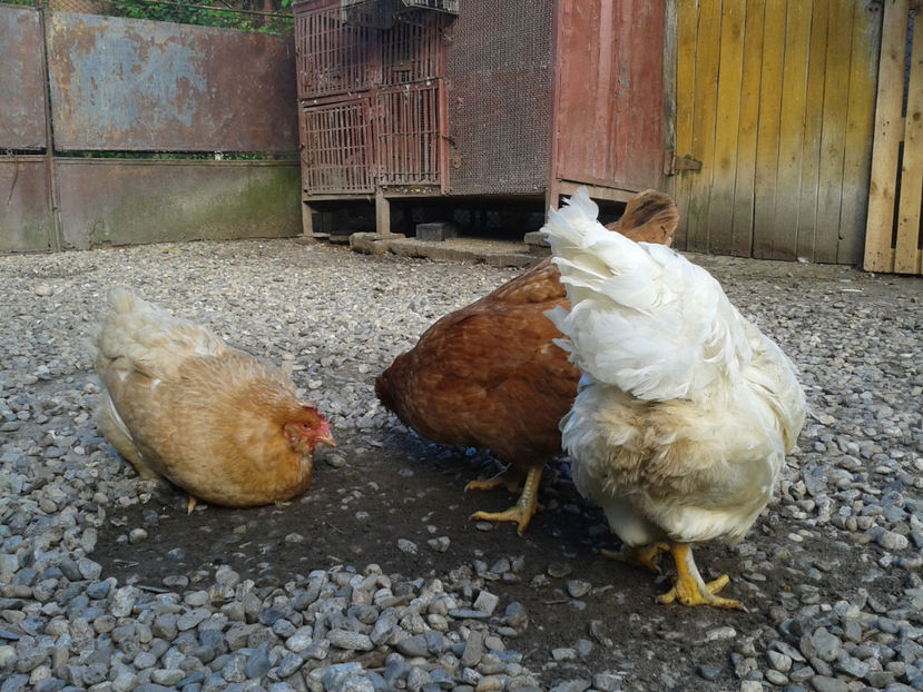  - Găini MATCĂ MATURĂ - eclozate în 2021 - fotografiate miercuri 15 mai 2024