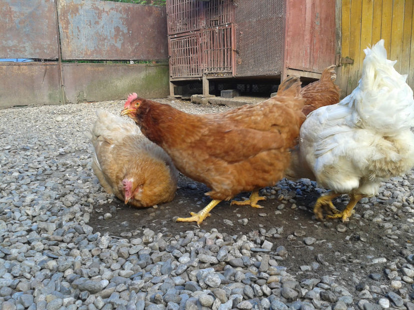  - Găini MATCĂ MATURĂ - eclozate în 2021 - fotografiate miercuri 15 mai 2024