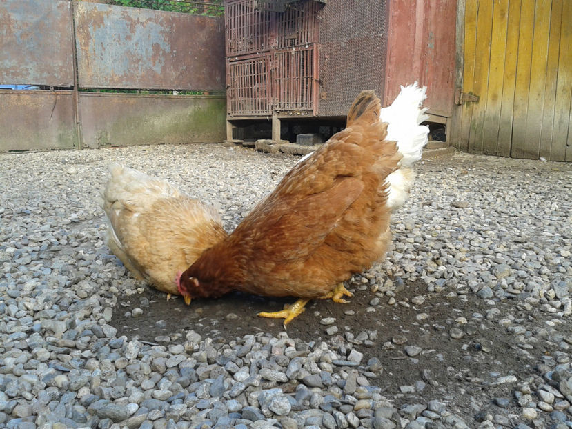  - Găini MATCĂ MATURĂ - eclozate în 2021 - fotografiate miercuri 15 mai 2024