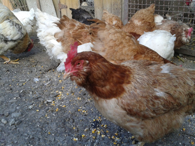  - Găini MATCĂ MATURĂ - eclozate în 2021 - fotografiate miercuri 15 mai 2024