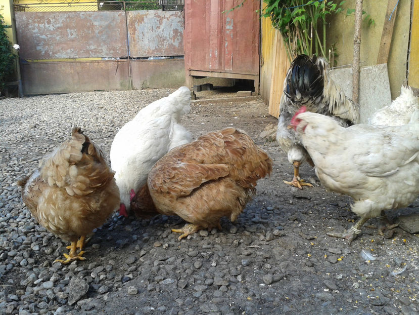  - Găini MATCĂ MATURĂ - eclozate în 2021 - fotografiate miercuri 15 mai 2024